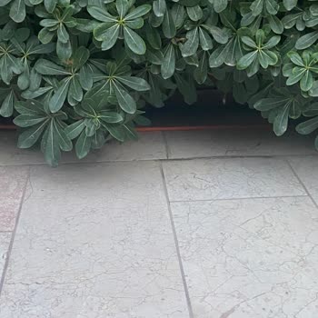 Türk Telekom Kablo Döşeme Düzeni Ve Güvenlik Sorunu