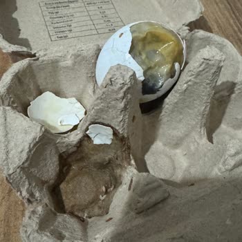 CP Yumurta Kutusundan Kurt Çıktı Ve Kötü Koku Yayıldı