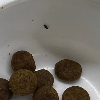 Farmina - N&D Mama Aldığım Köpek Mamasından Böcek Çıkması Ve Firmaların İlgisizliği