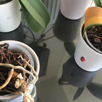 Rossmann Aldığım Bitki Besini Orkidelerime Zarar Verdi, Mağduriyetimin Giderilmesini İstiyorum