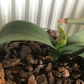 Rossmann Aldığım Bitki Besini Orkidelerime Zarar Verdi, Mağduriyetimin Giderilmesini İstiyorum