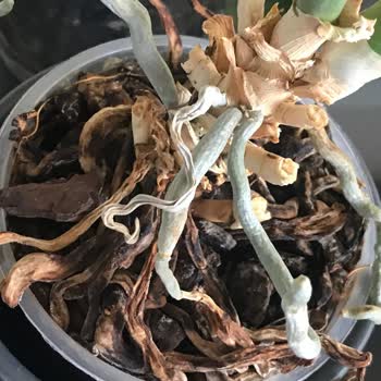 Rossmann Aldığım Bitki Besini Orkidelerime Zarar Verdi, Mağduriyetimin Giderilmesini İstiyorum