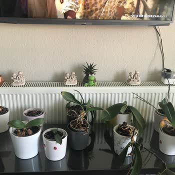 Rossmann Aldığım Bitki Besini Orkidelerime Zarar Verdi, Mağduriyetimin Giderilmesini İstiyorum