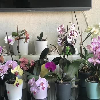 Rossmann Aldığım Bitki Besini Orkidelerime Zarar Verdi, Mağduriyetimin Giderilmesini İstiyorum