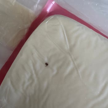 Tost Peynirinde Böcek Şoku: Açıklama Ve Ürün Değişimi Talebim Var