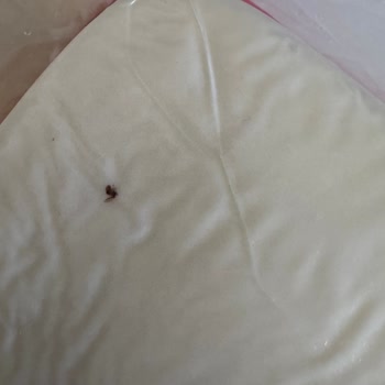 Tost Peynirinde Böcek Şoku: Açıklama Ve Ürün Değişimi Talebim Var