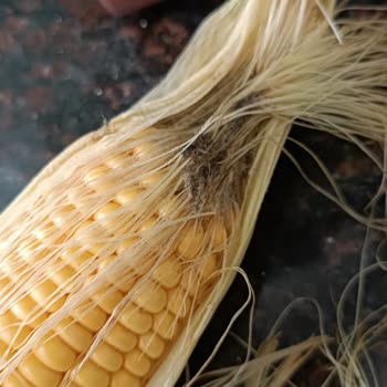 File Market Çürük Ve Küflü Ürün Teslimatı Sonrası Acil Çözüm Talebi