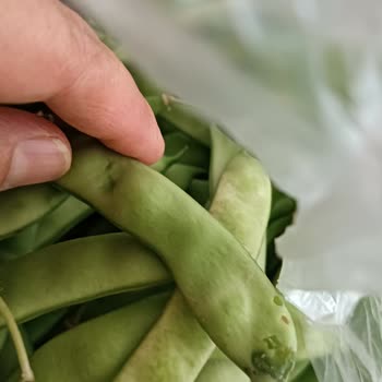 File Market Çürük Ve Küflü Ürün Teslimatı Sonrası Acil Çözüm Talebi