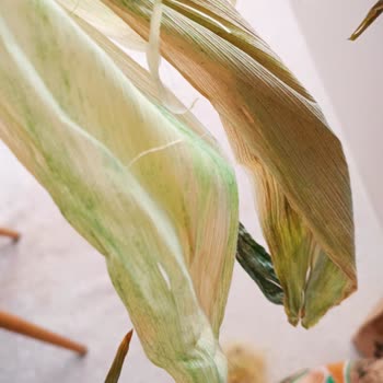 File Market Çürük Ve Küflü Ürün Teslimatı Sonrası Acil Çözüm Talebi