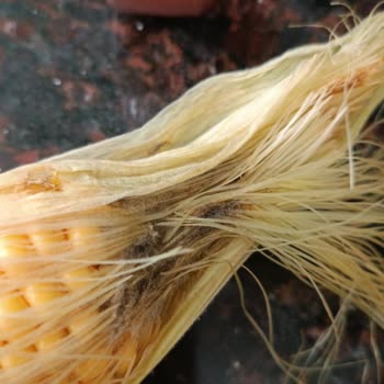 File Market Çürük Ve Küflü Ürün Teslimatı Sonrası Acil Çözüm Talebi