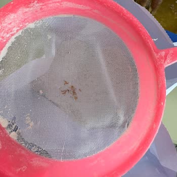 Aldığım Undan Kurt Ve Bit Çıktı Sağlığımız Tehlikede