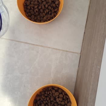 Kedilerim N&D Farmina Mama Sonrası Kusma Yaşadı, Ürün Değişimi Veya İade Talebi