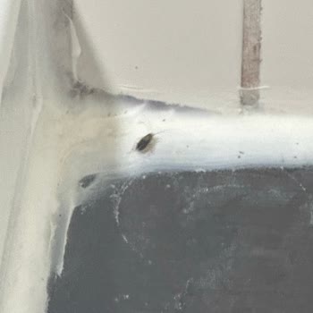 Otel Odasında Böcek Sorunu Ve Tatilbudur'dan Yetersiz Destek