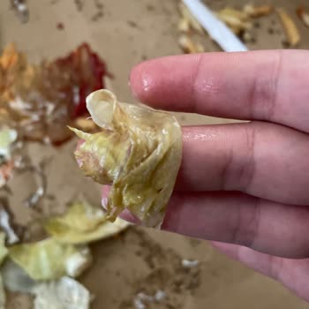 Burger King'den Gelen Siparişlerde Taze Olmayan Marul Sorunu Ve Ücret İade Talebi