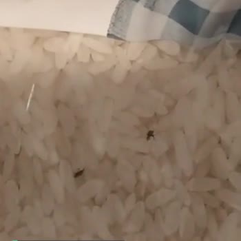 Migros Baldo Pirinç Böceklerle Dolu!