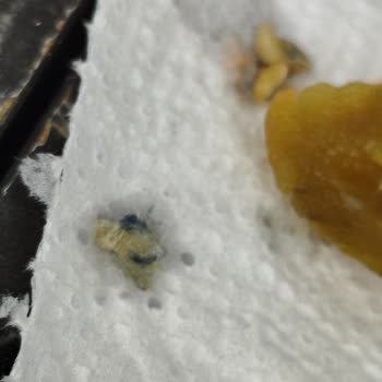 A101'den Aldığım Biber Turşusunda Yabancı Cisim Çıktı, Sağlığım Ve Güvenim Sarsıldı