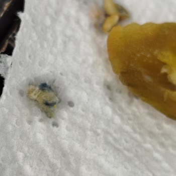 A101'den Aldığım Biber Turşusunda Yabancı Cisim Çıktı, Sağlığım Ve Güvenim Sarsıldı