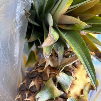 Migros Sanal Marketten Gelen Sebze Ve Meyveler Çürük Ve Kalitesizdi