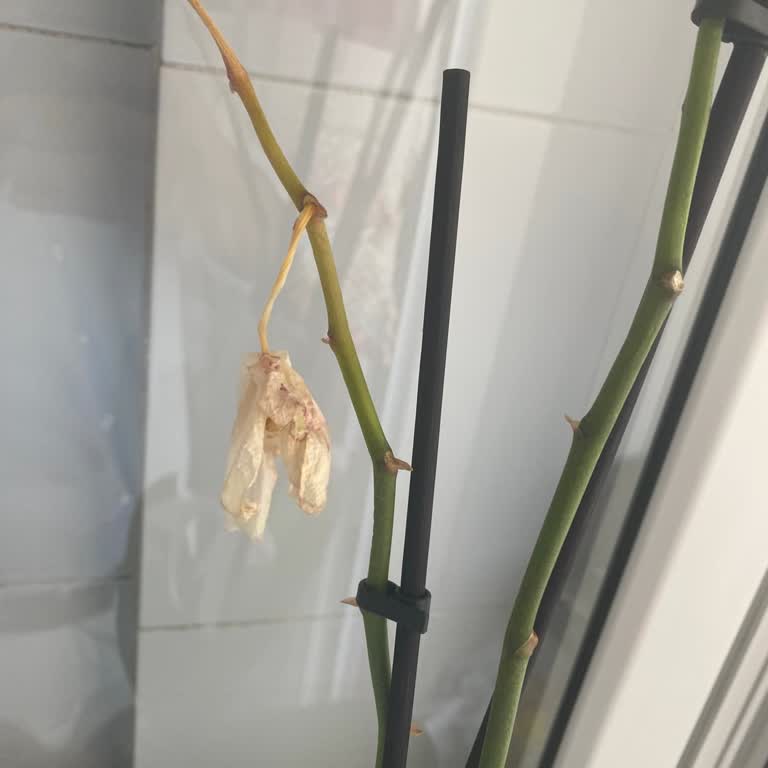 Gönderilen Orkide Kısa Sürede Soldu, Müşteri Hizmetleri İlgisiz Kaldı