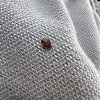 Tahta Kurusu Ve Haşereler Nedeniyle Sağlık Mağduriyeti Yaşadık