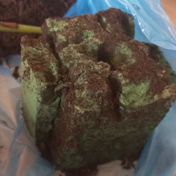 Köksüz Saksı Çiçeğiyle Hayal Kırıklığı Yaşadım