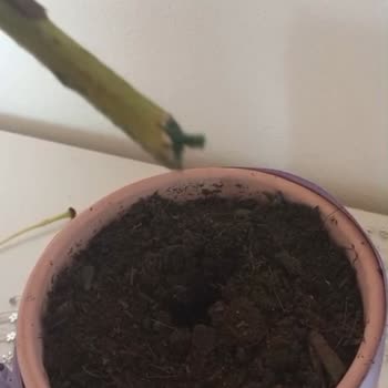 Köksüz Saksı Çiçeğiyle Hayal Kırıklığı Yaşadım