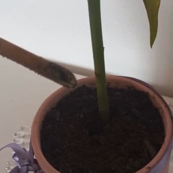 Köksüz Saksı Çiçeğiyle Hayal Kırıklığı Yaşadım