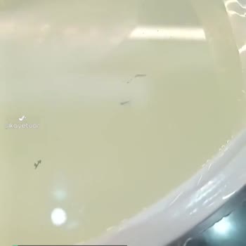 Ekici Peynir Bu Nasıl Bir Saçmalık?