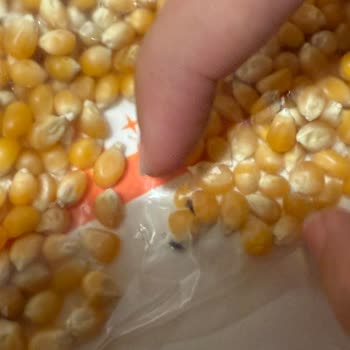 Siparişimde Böcek Çıkması Nedeniyle Hijyen Ve Güven Sorunu Yaşadım