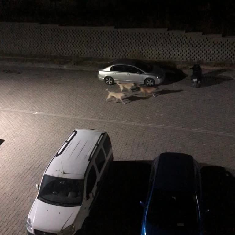 Başıboş Köpek Sorunu Hakkında Şikayet