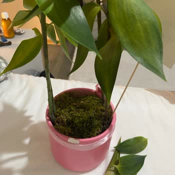 Kırık Ve Solmuş Çiçekle Evlilik Yıldönümüm Mahvoldu