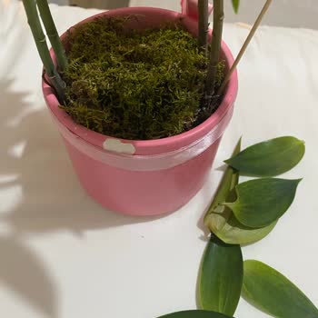 Kırık Ve Solmuş Çiçekle Evlilik Yıldönümüm Mahvoldu