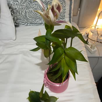 Kırık Ve Solmuş Çiçekle Evlilik Yıldönümüm Mahvoldu