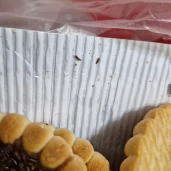 Aldığım Eticin Ürününün İçinden Böcek Çıktı, Sağlığım Tehlikeye Girdi