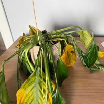 Aldığım Lilyum Çiçeği Kısa Sürede Soldu, Mağduriyetimin Giderilmesini İstiyorum