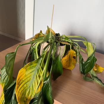 Aldığım Lilyum Çiçeği Kısa Sürede Soldu, Mağduriyetimin Giderilmesini İstiyorum