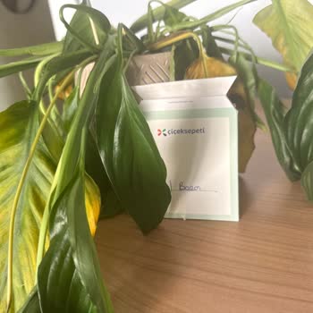 Aldığım Lilyum Çiçeği Kısa Sürede Soldu, Mağduriyetimin Giderilmesini İstiyorum