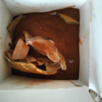 Kırık Ve Kullanılamaz Gelen Hindiba Kahve Mağduriyeti