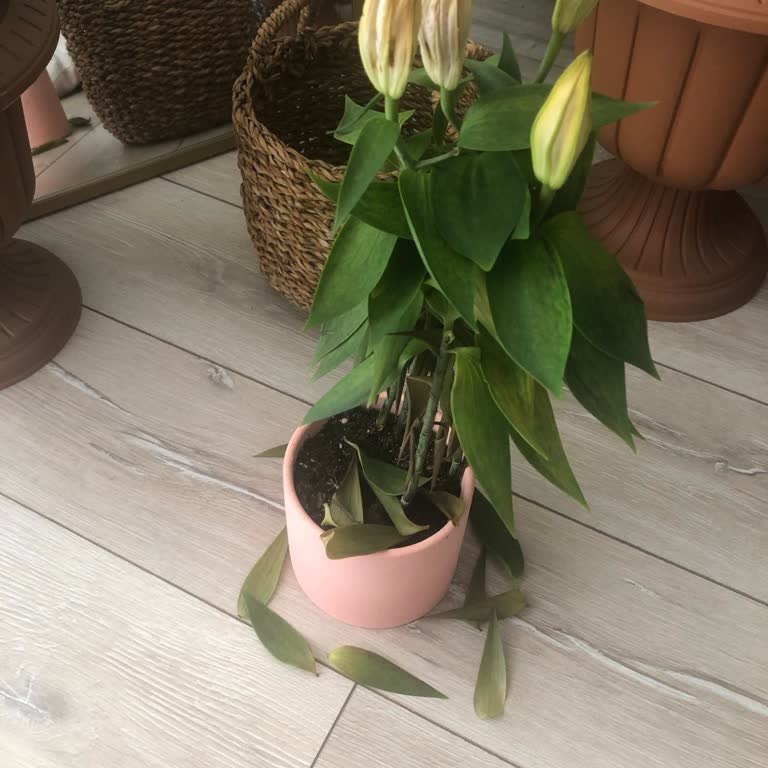 Solgun Çiçek Ve İlgisiz Müşteri Hizmetleri Hayal Kırıklığı Yarattı