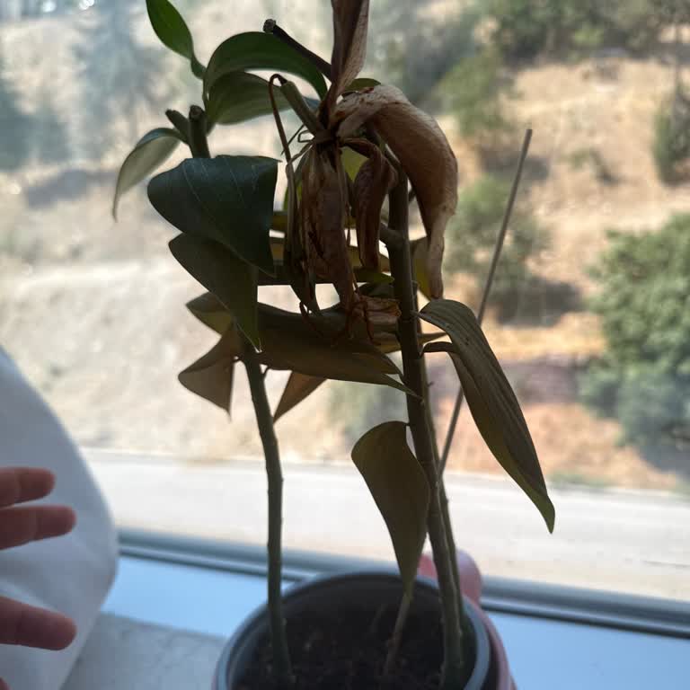 Çiçek Sepeti'nden Aldığım Lilyumlar 2 Günde Soldu, Mağduriyetim Giderilmiyor