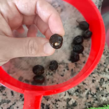Aldığım Siyah Zeytin Küflü Çıktı Mağaza İade Talebimi Reddetti