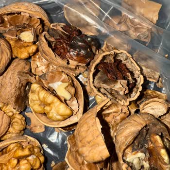 Aldığım Cevizler Güvelenmiş Ve Çürük Çıktı, Destek Talebime Dönüş Yapılmadı