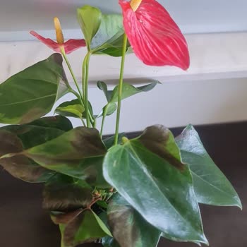 Solmuş Ve Farklı Çiçek Teslimatı, Müşteri Hizmetlerinden Çözüm Yok