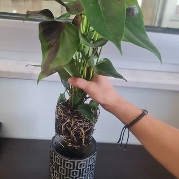 Solmuş Ve Farklı Çiçek Teslimatı, Müşteri Hizmetlerinden Çözüm Yok