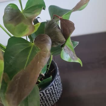 Solmuş Ve Farklı Çiçek Teslimatı, Müşteri Hizmetlerinden Çözüm Yok