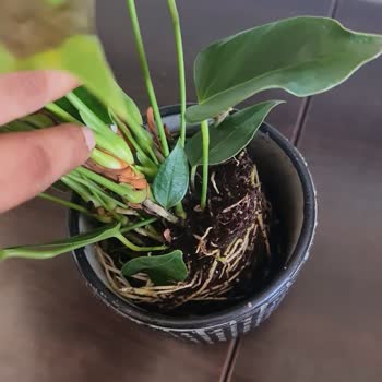 Solmuş Ve Farklı Çiçek Teslimatı, Müşteri Hizmetlerinden Çözüm Yok