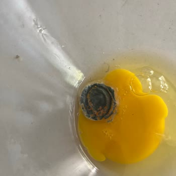 Aldığım Yumurtadan Küf Çıkması Ve Mağaza İlgisizliği