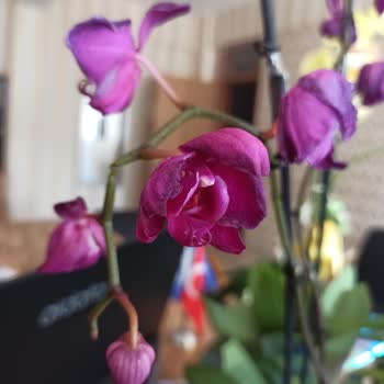 Sipariş Numarasız Şikayet Edememek Ve Solmuş Çiçek Teslimatı Mağduriyeti