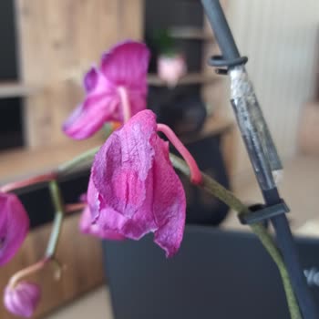 Sipariş Numarasız Şikayet Edememek Ve Solmuş Çiçek Teslimatı Mağduriyeti