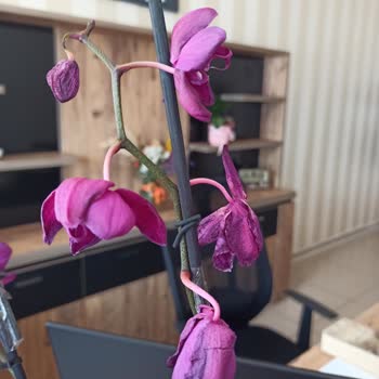 Sipariş Numarasız Şikayet Edememek Ve Solmuş Çiçek Teslimatı Mağduriyeti